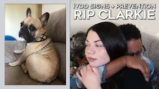 IVDD Signs & Prevention  R.I.P. Our Frenchie Clarkie 20172020