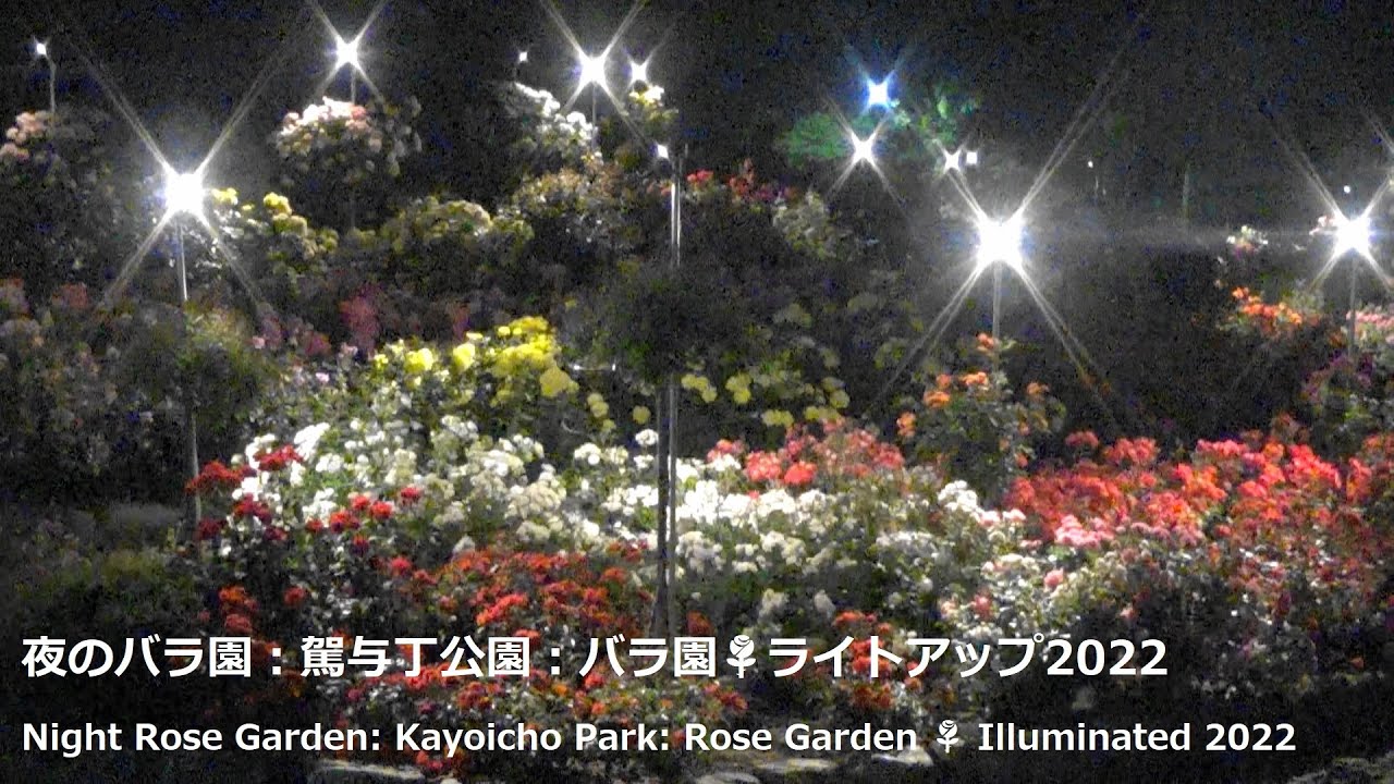 夜のバラ園 駕与丁公園 バラ園 ライトアップ22night Rose Garden Kayoicho Park Rose Garden Illuminated 22 Youtube