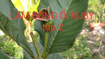làm bông ổi ruby ✓ chống rụng trái non ổi ruby ✓ tập 2✓ prevent premature fruit drop of ruby guava