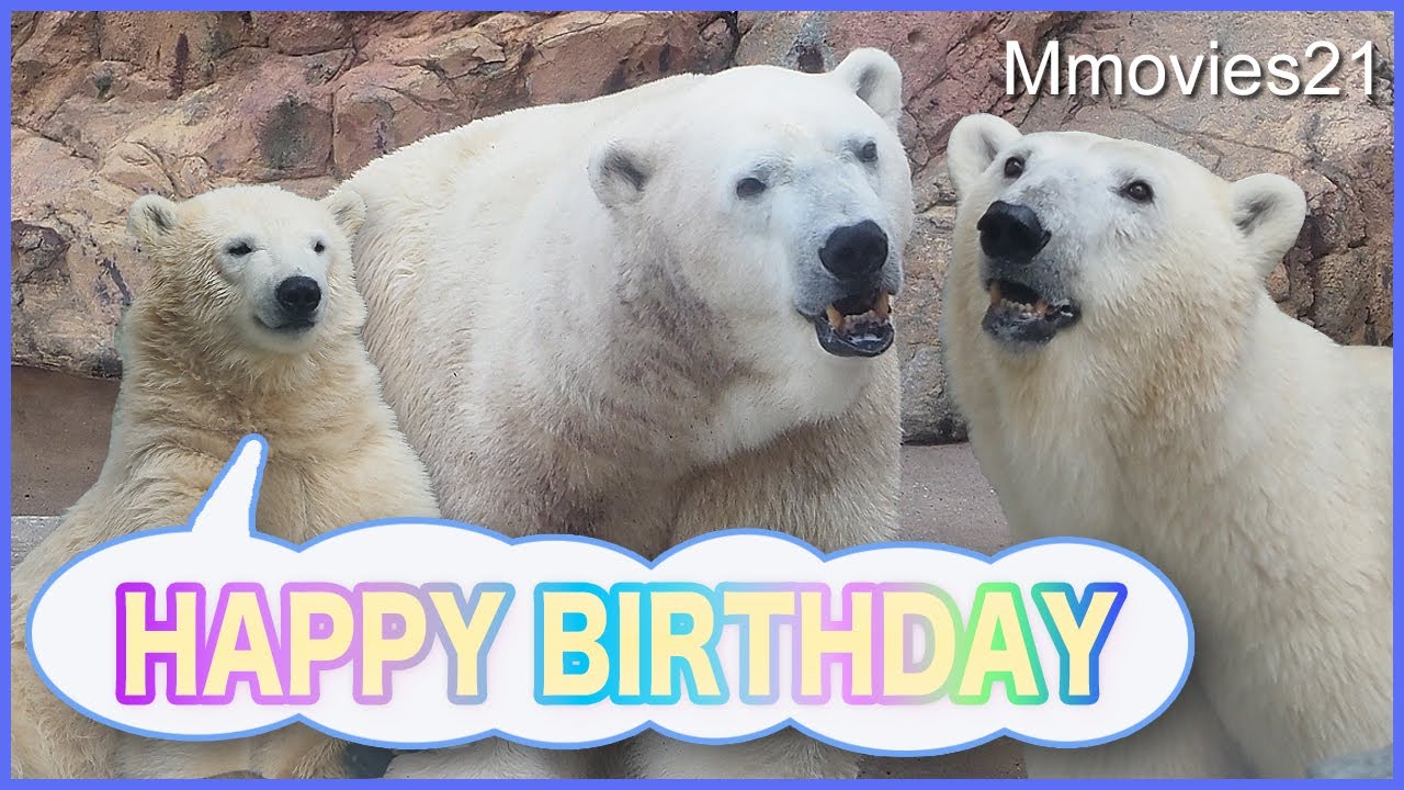 Happy Birthday Polar Bear Gota and Yuki - YouTube
