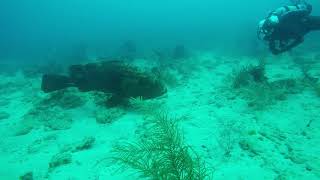 Goliath grouper shake