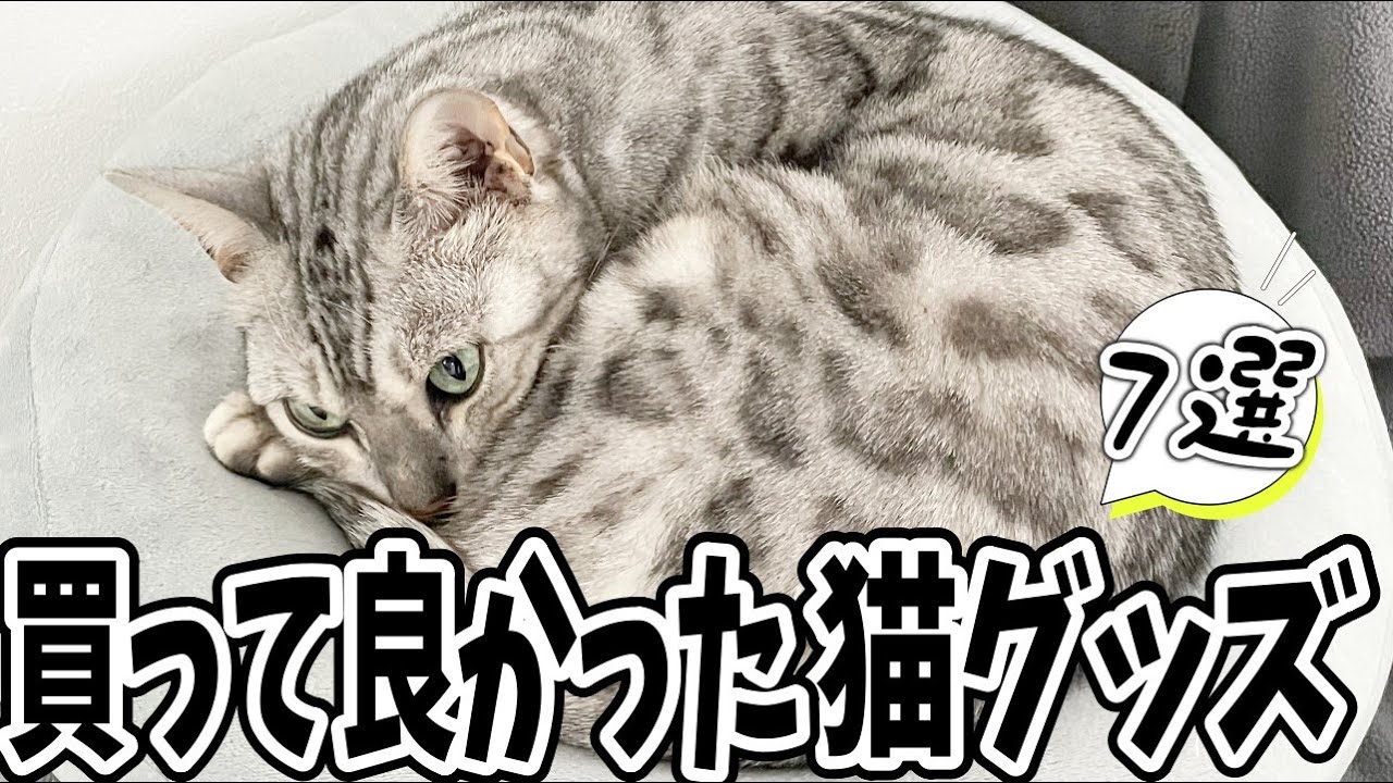 2022】即ポチ必須の本当に買ってよかった猫グッズ7選 - YouTube