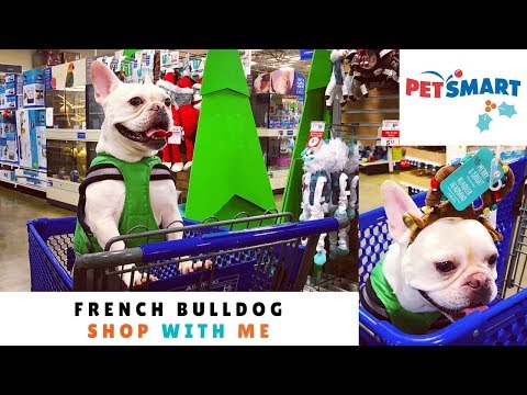 french-bulldog-goes-holiday-shopping-at-petsmart-|-frenchie-trekker-tv-🎄-vlogmas-day-13