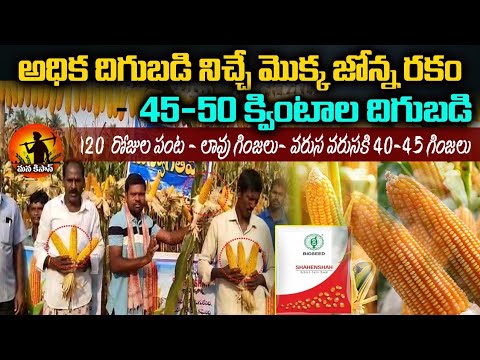 Best Maize seeds In Rabi | Bioseed Shahenshah Maize Seeds | Best Mokka Jonna Seeds | Mana Kisan