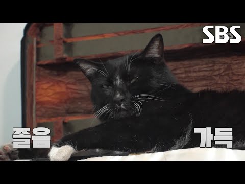 ‘턱시도냥’ 오월이, <strong>바이올린</strong> 케이스에 자리 잡아 클래식 들으며 숙면