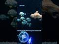 80% of the Ocean Is Still Unexplored! 🌊 The Deepest Secret on Earth #shorts #facts