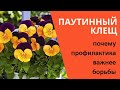 Важно именно сейчас! Профилактика от паутинного клеща, простой совет