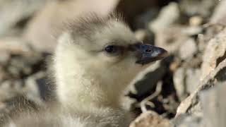 Super Hero 3-Day Old Chick Jumps off Cliff | Barnacle Goose Cliff Jump