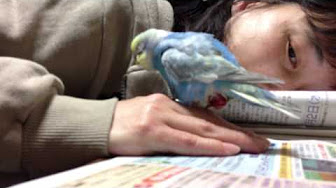 卵から生まれる動物 Youtube
