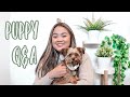 PUPPY Q&A (ANSWERING FAQs) | DOG VLOG