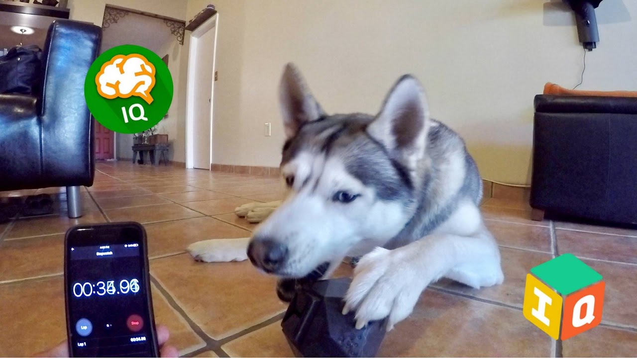 Testing My Husky's Intelligence! - Dog IQ Puzzle Test! 