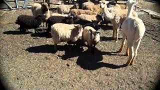 Mimi Luebbermann's open day at Windrush Farm