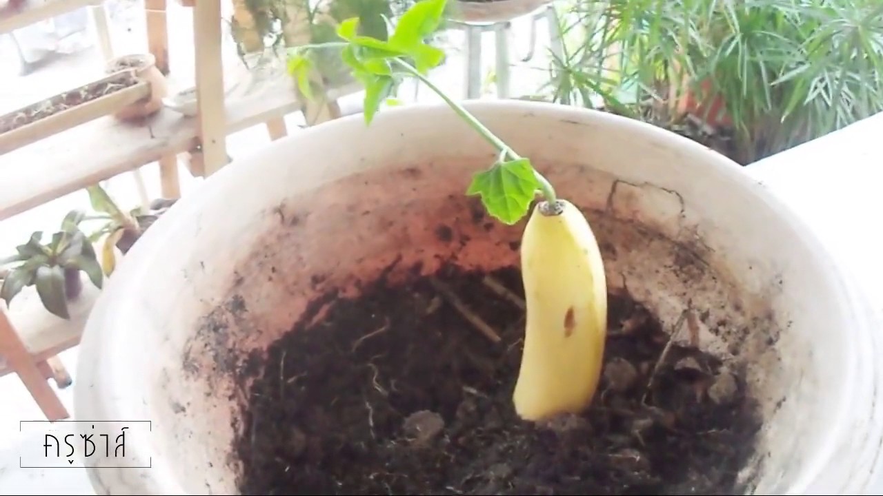 Вырастить банан из покупного банана. Банан из семян в домашних. Росток банана. Банан из косточки. Банан семена всходы.