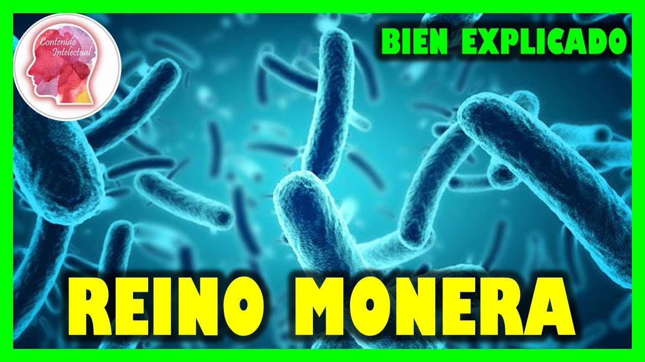 MY ENGLISH AND SCIENCE : REINOS DE LOS SERES VIVOS: MONERAS, PROTOCTISTAS