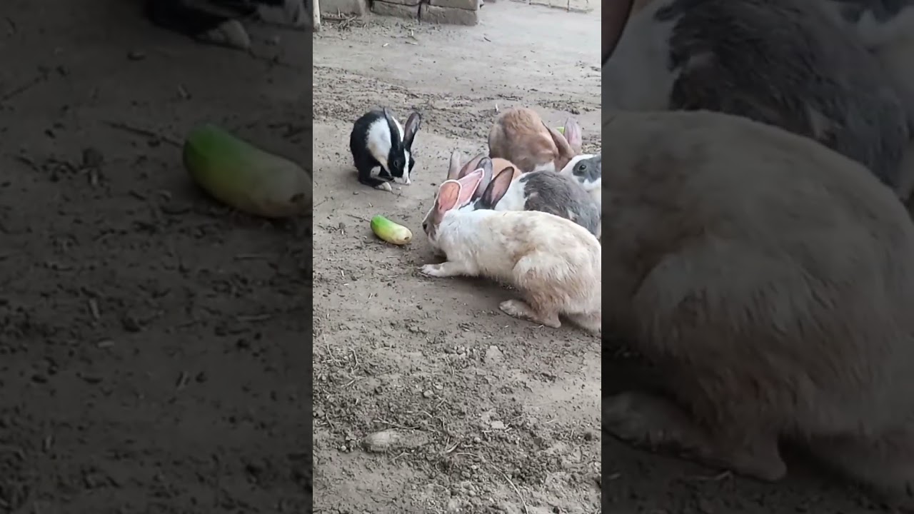 Rabbits and Bunnies | Cute Rabbit | Cute Bunnies | Rabbit Short Video 2025