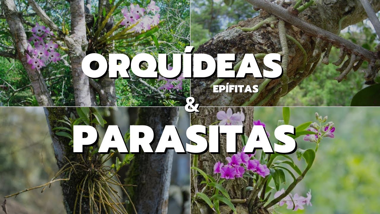 DIFERENÇA DE ORQUÍDEA E PARASITA - Masuji Kayasima - thptnganamst.edu.vn