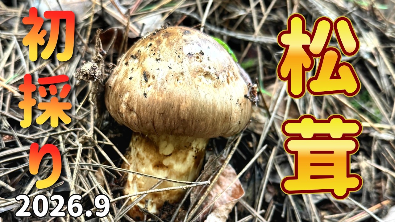 Found the first matsutake of the year! [Moved by the aromatic