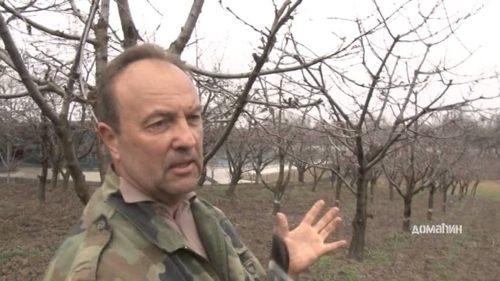 Rezidba trešnje u Grockoj