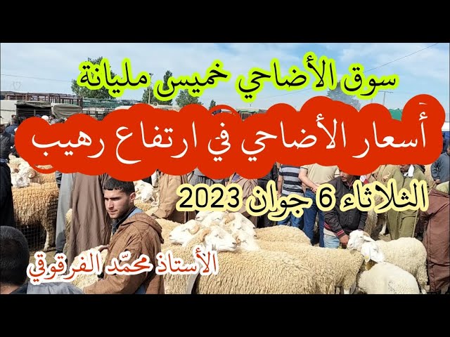 أسعار الأضاحي في ارتفاع مستمر من سوق الأغنام خميس مليانة الثلاثاء 6 جوان 2023 عيد الأضحى المبارك