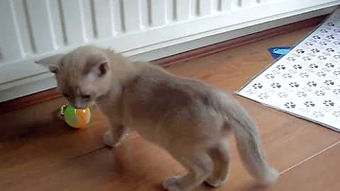Video 1249321: blue burmese kitten, burmese kitten playing, lilac burmese