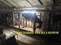 Milking Process. Доильный зал. Домашнее молоко и коровы, доильный аппарат - доения коров на ферме