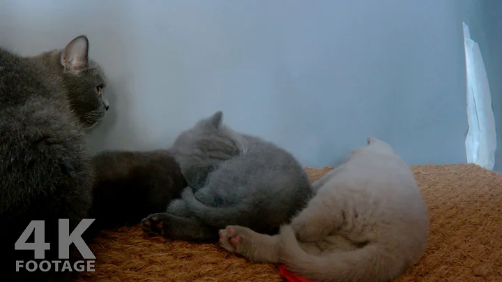 Watch the video about British Shorthair Mom Feeding her Kittens, 29 Days old, 15MIN
