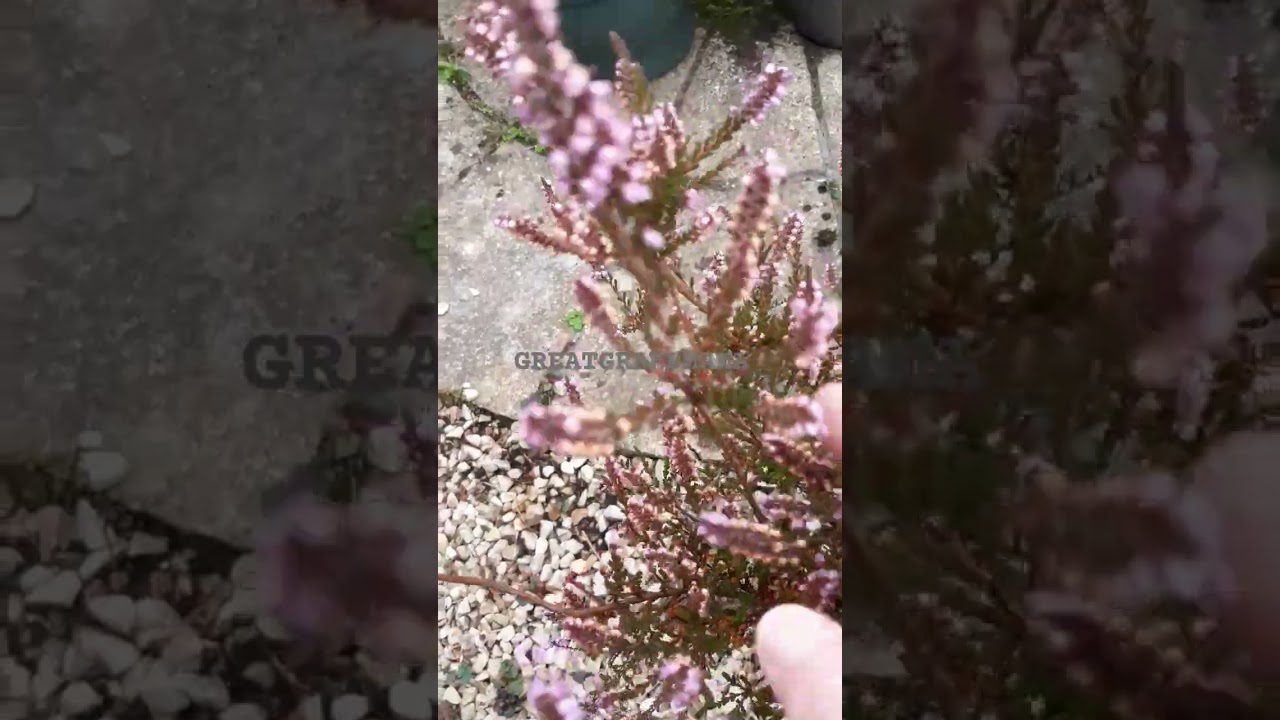 Lovely Scottish Heather ❤