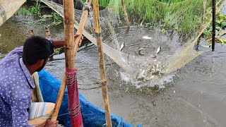 Traditional Flood Water Fishing-Huge Fish Catching From Rice Field in Rainy Day-Best Fishing Video