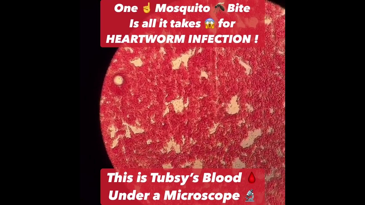 Easily Protect your Pet from Heartworm Infection !