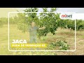 Como Fazer a Poda de Formação da JACA - Parte 03?