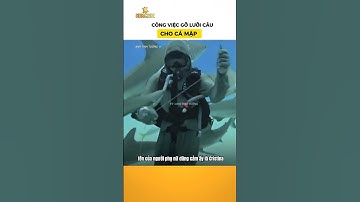 Công việc gỡ lưỡi câu cho cá mập ? #anhtinhtuong #kienthucthuvi #shorts