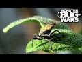 Flag Tailed Assassin Bug vs  Golden Carpenter Ant | MONSTER BUG WARS