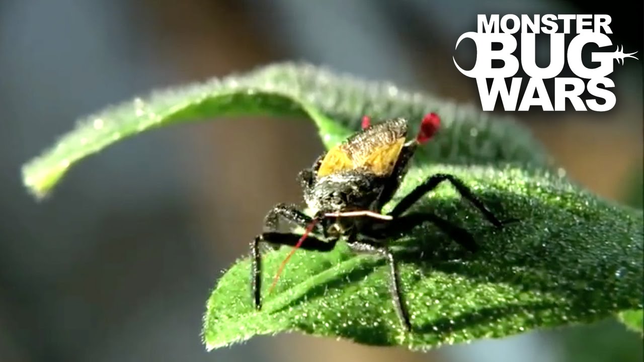 Flag Tailed Assassin Bug vs  Golden Carpenter Ant | MONSTER BUG WARS