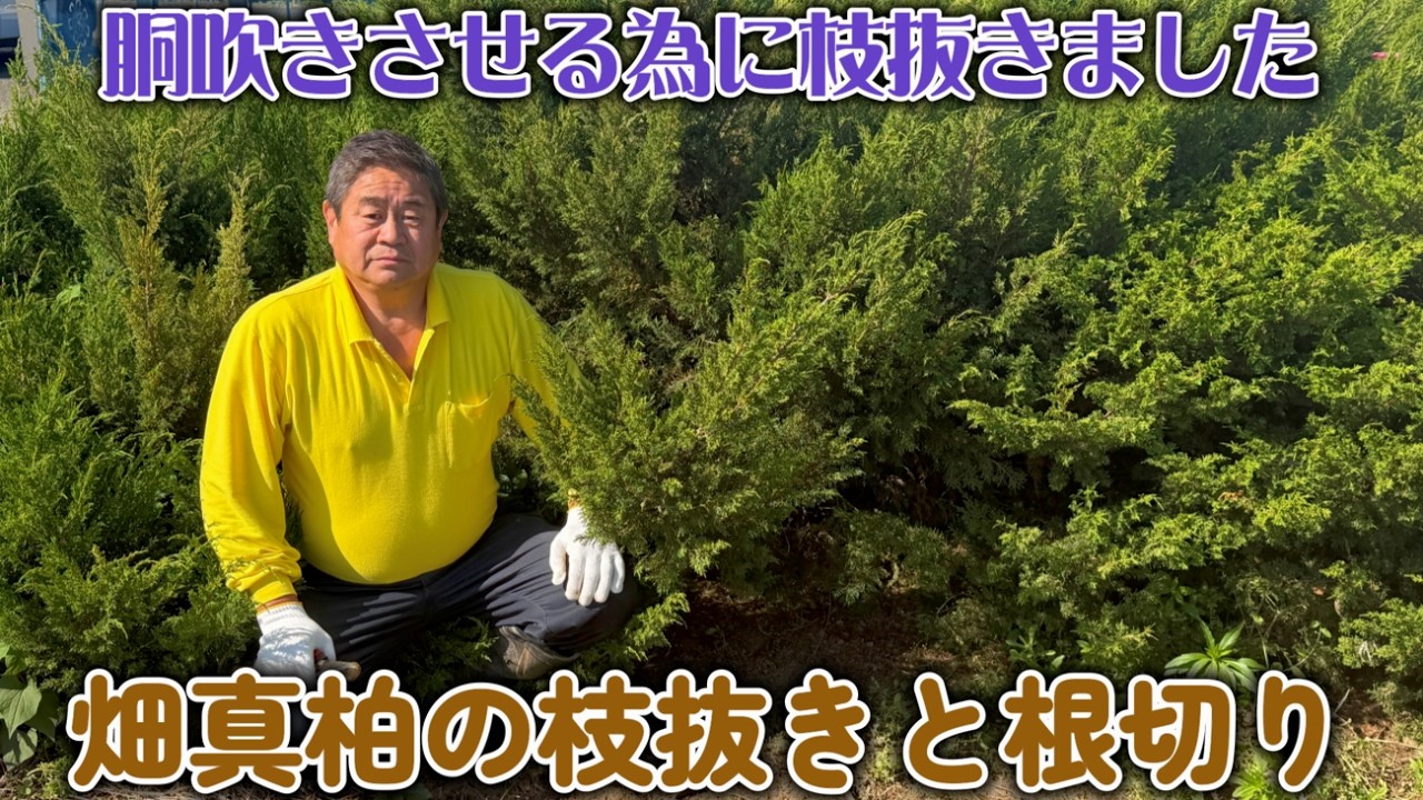 Bonsai] Extra Edition: Branch Pruning and Root Cutting of Field