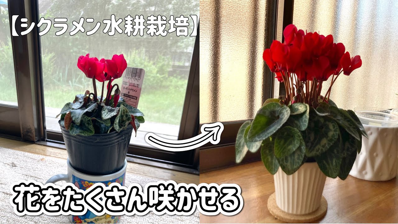 シクラメンの花を大量に増やすには - YouTube