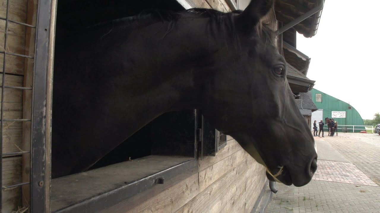 Policja konna w Częstochowie