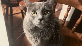 I Talk To My Cat About Bread Crime