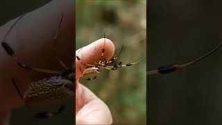 Village Creek SP | Spider Golden silk orb weaver #shorts