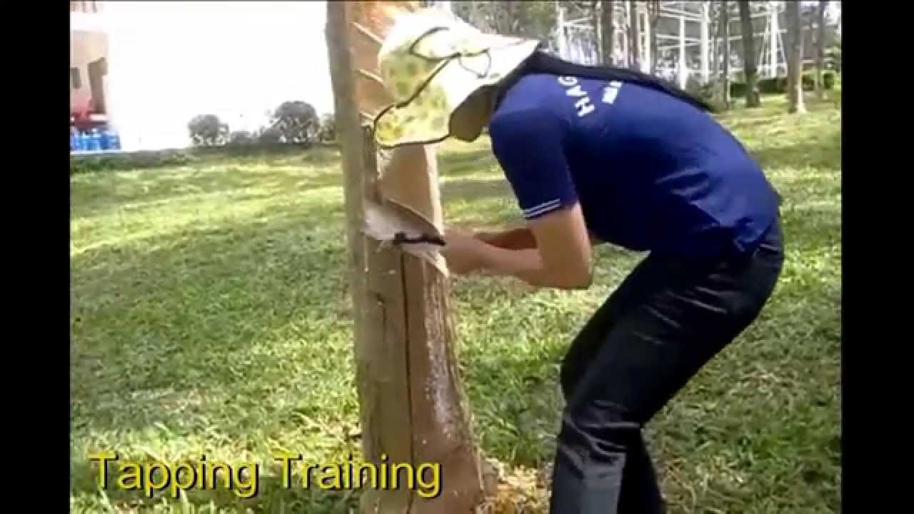 Hornbill Tapping Knife YouTube