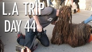 Dredlocked DOG   | LA Trip Day 44