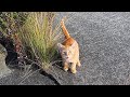 ごはんくだちゃいと鳴いてた子猫とガリガリの母猫にごはんをあげたら。。。