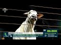 Vaca nelore bate recorde de valorização e é arrematada por R$ 7,9 mi - RN - 02/05/2022