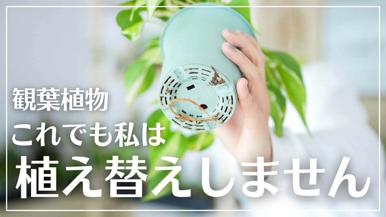 【植え替えは絶対に必要なのか？】私が今植え替えをしない理由#観葉植物