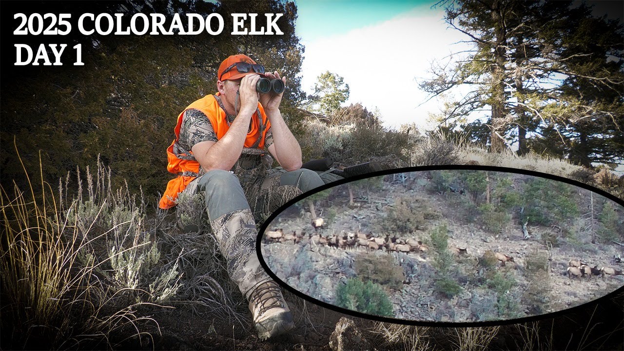 «Это было неожиданно!» Охота на лося на общественных землях Колорадо в 2025 году — День 1.