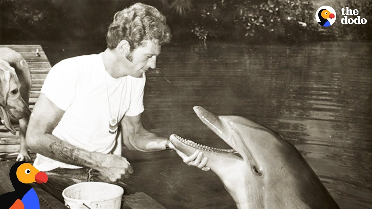 Former Dolphin Hunter Devotes His Life To Saving Dolphins The Dodo