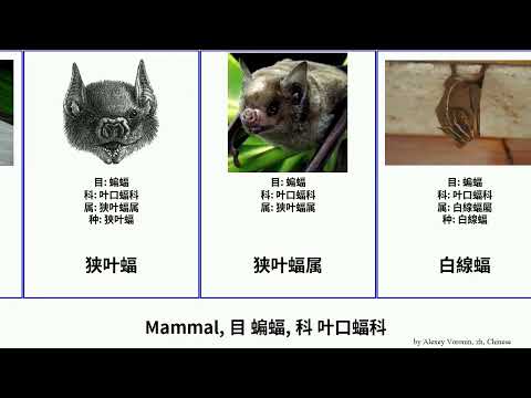Mammal, 目 蝙蝠, 科 叶口蝠科 Nat 狭叶蝠属 Chiroptera 白翼吸血蝠 短尾叶鼻蝠 Hot 加州葉鼻蝠 长吻长舌叶鼻蝠 白線蝠 美洲果蝠屬 Shuffle 美洲假吸血蝠属