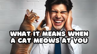 What Your Cat Meow Means?