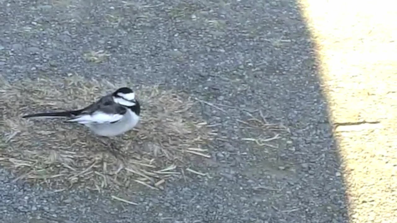 人懐っこくかわいいセキレイ 鎌倉 披露山公園 Youtube