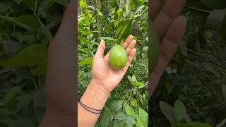 Ghoror Nemu Bamboo Shoot Anilu