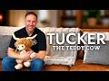 Introducing: Tucker the Teddy Cow!
